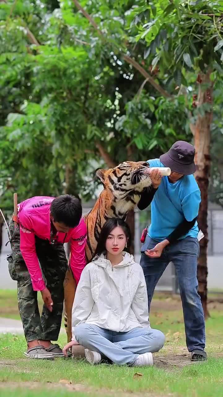 喂虎作像😁