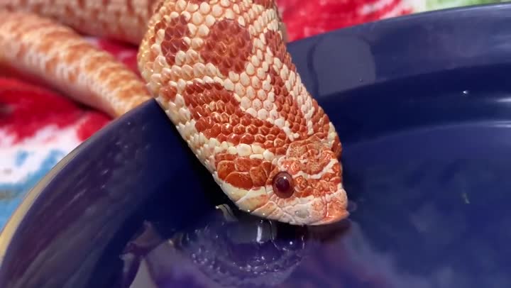 🐍蛇是怎么喝水的