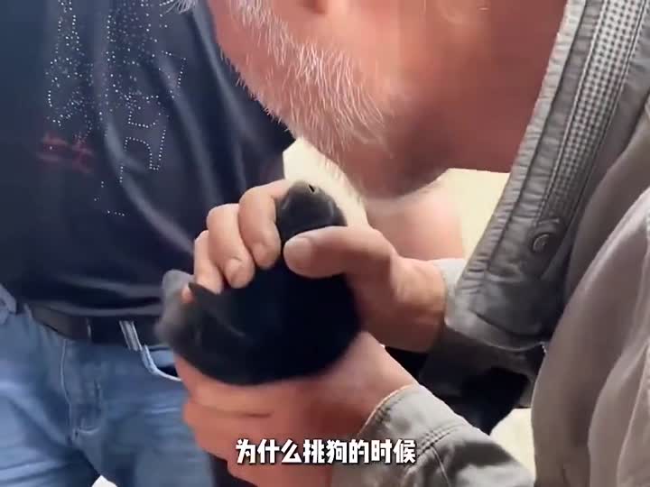 选狗🐶