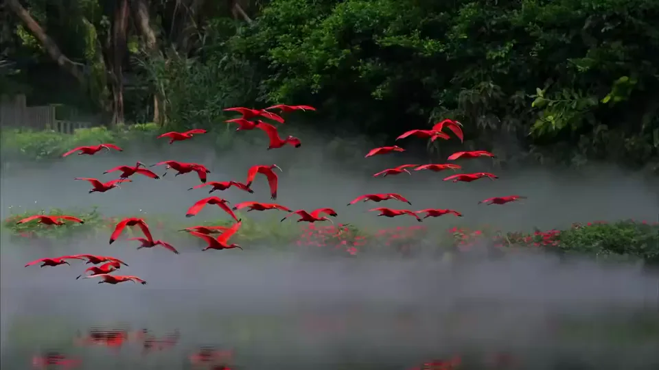 A flock of red-crowned cranes