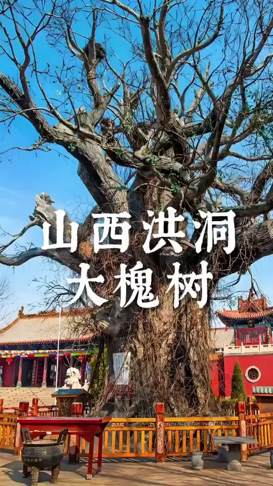 洪洞大槐树