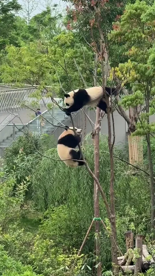 panda