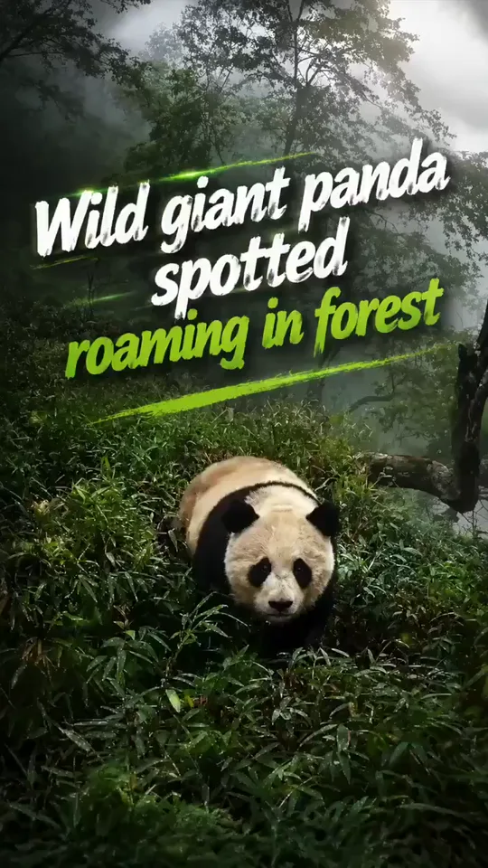 Giant Panda in Nature