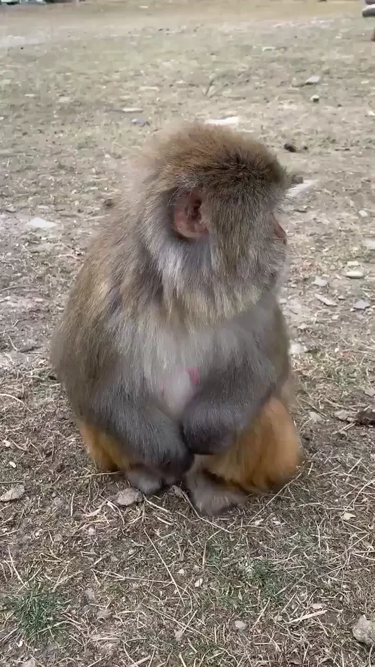 Hello,monkey