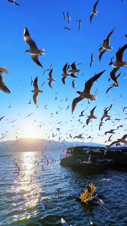 Dali